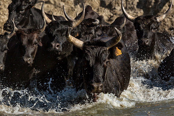 This rally is broadening...