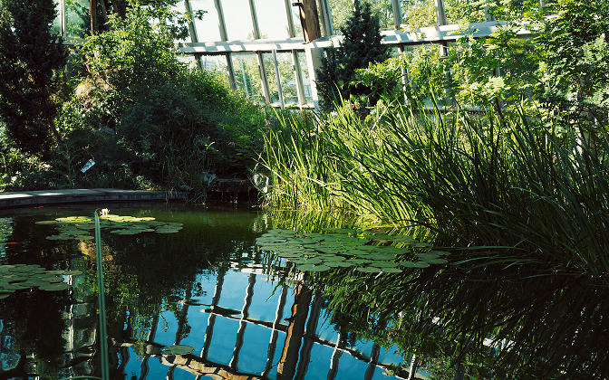a pond inside a large greenhouse