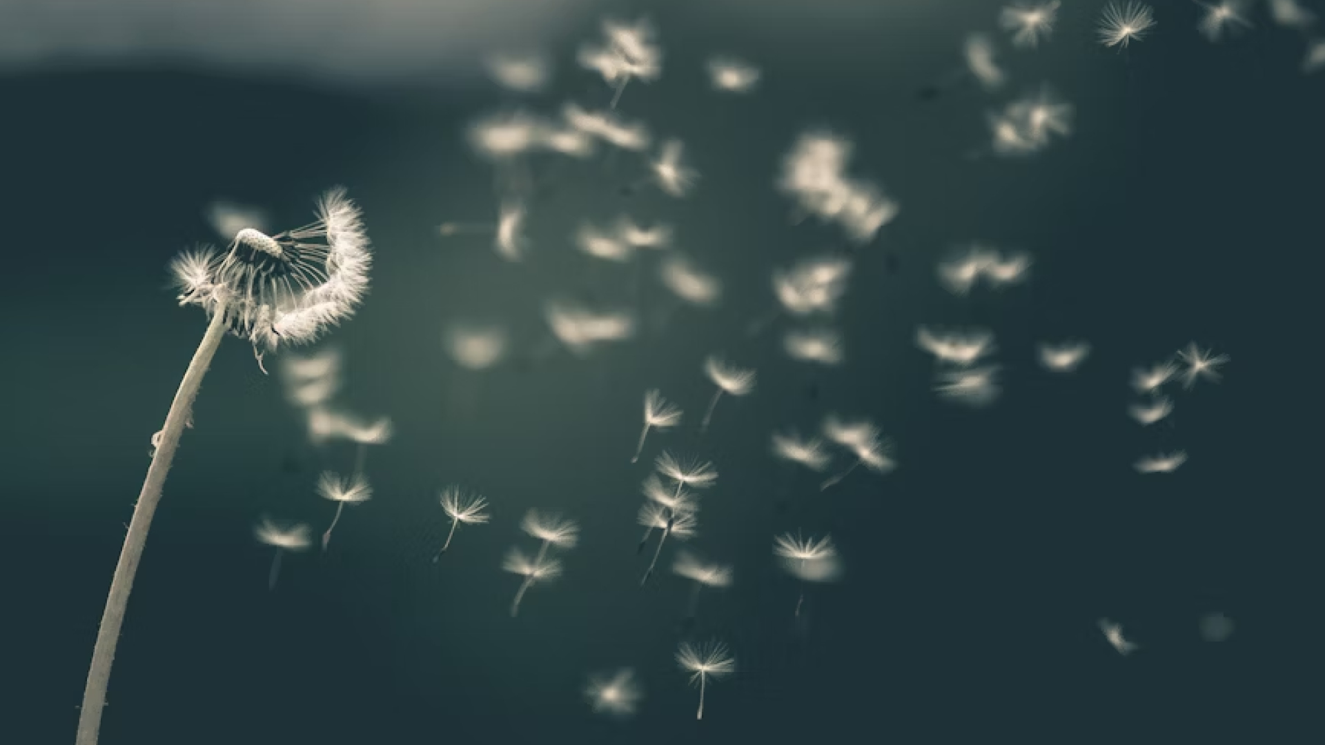 An image of a dandelion with particles blown off 