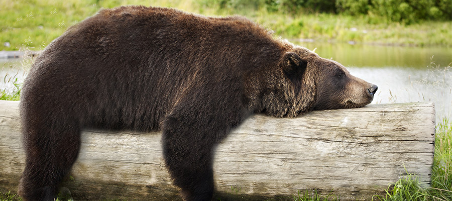 bear-900x400.jpg