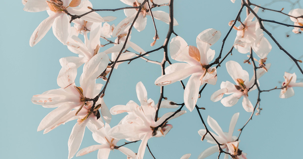 blossom-1200x628.jpg