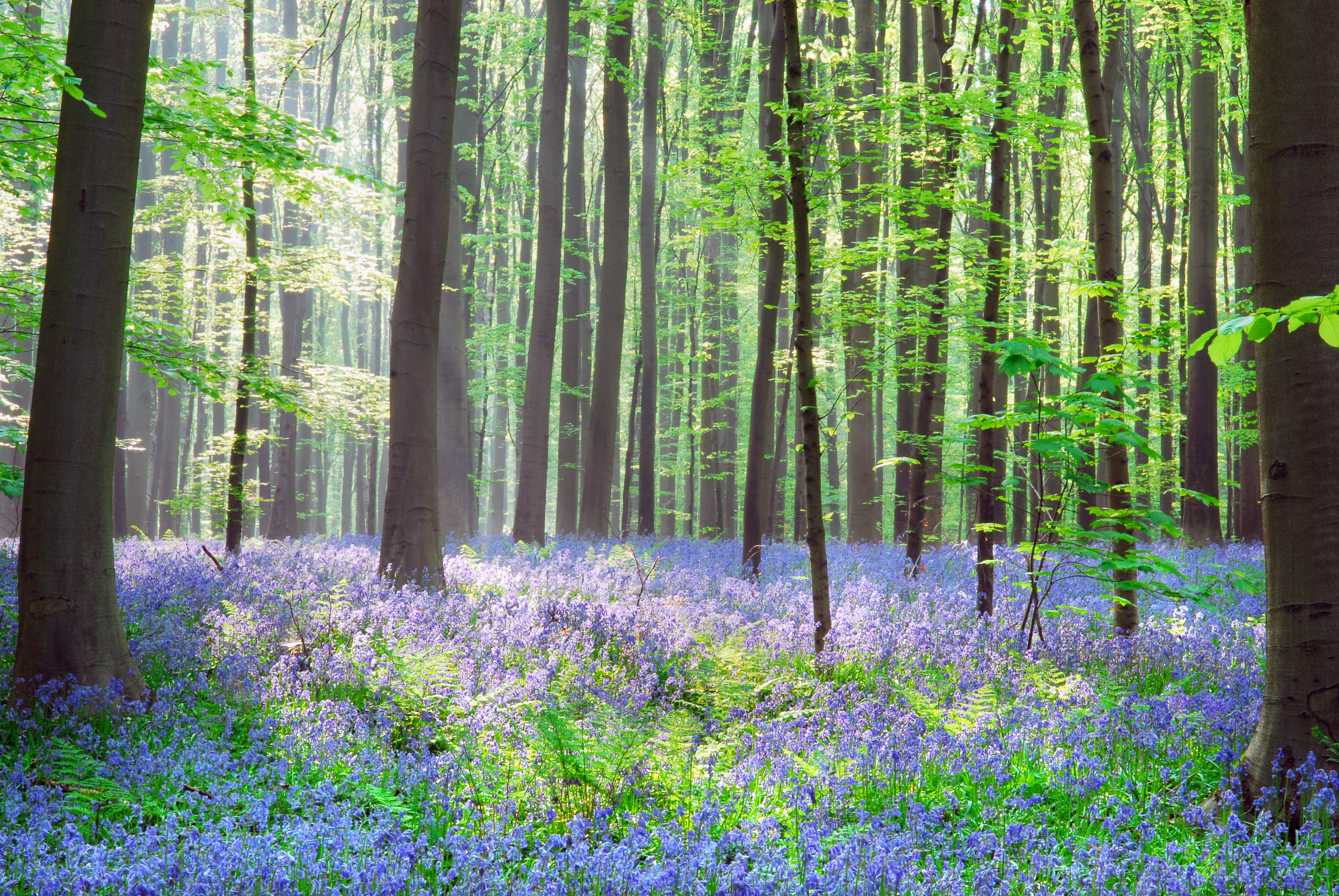 bluebells_shutterstock_29083774.jpg