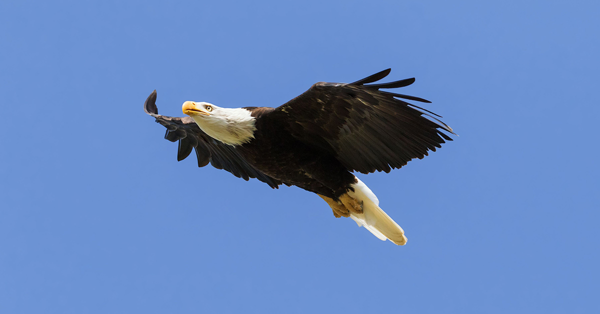 eagle-1200x628.jpg