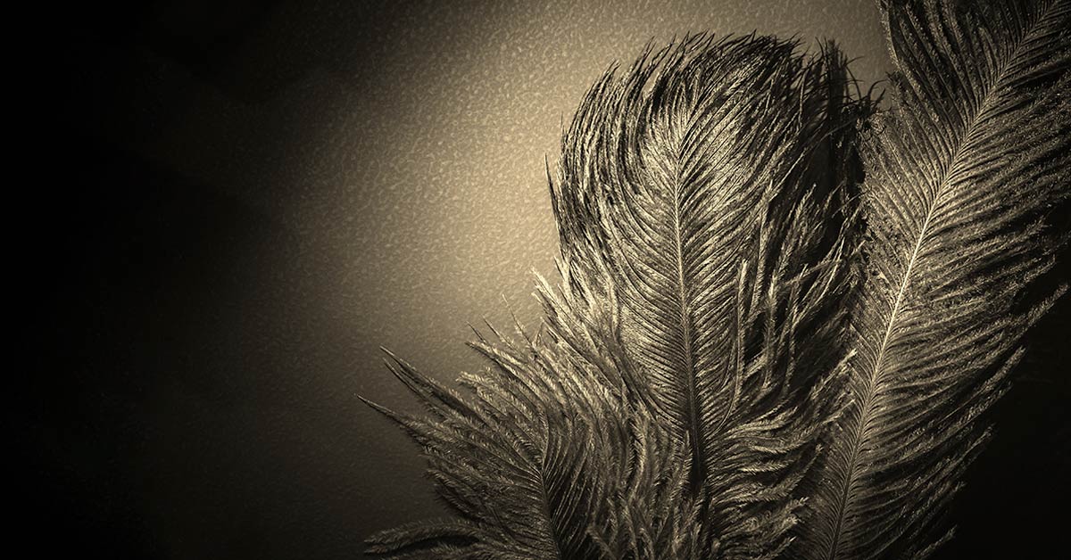 feathers-1200x628.jpg