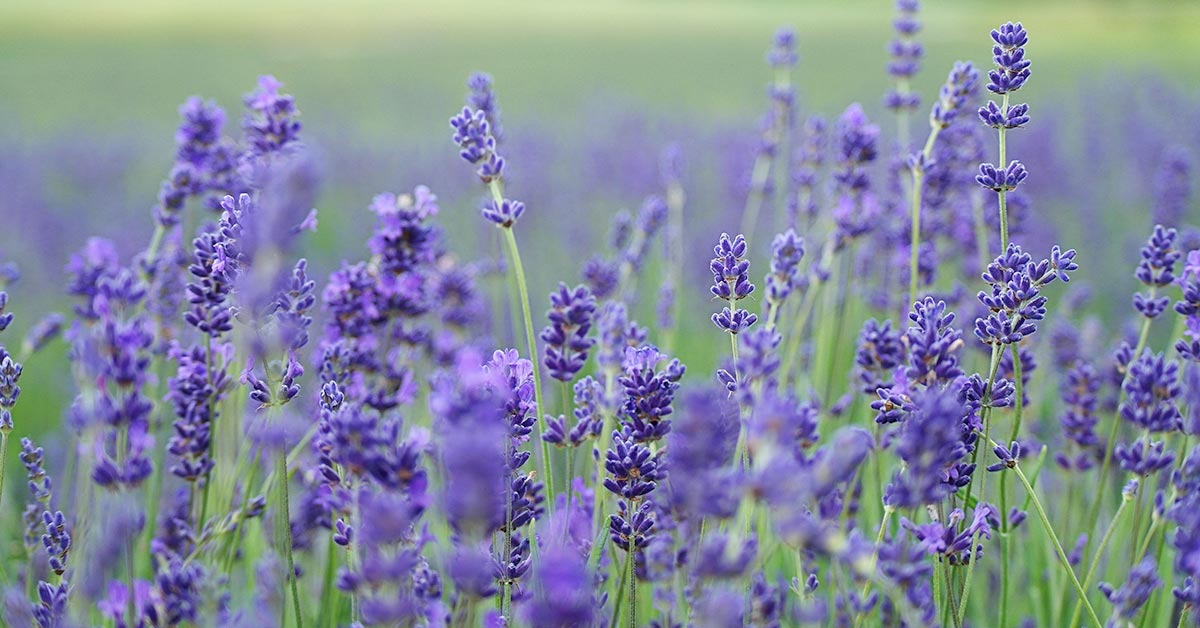 lavender-1200x628.jpg