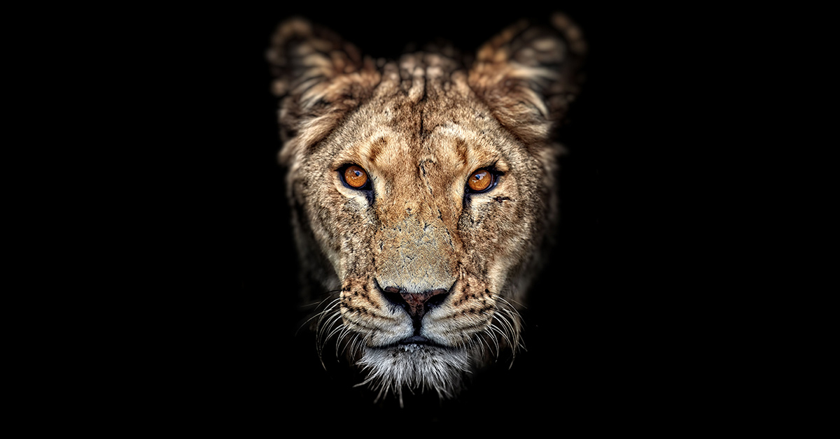 lioness-1200x628.jpg