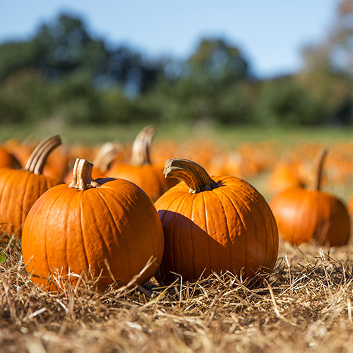 pumpkins-500x500.jpg