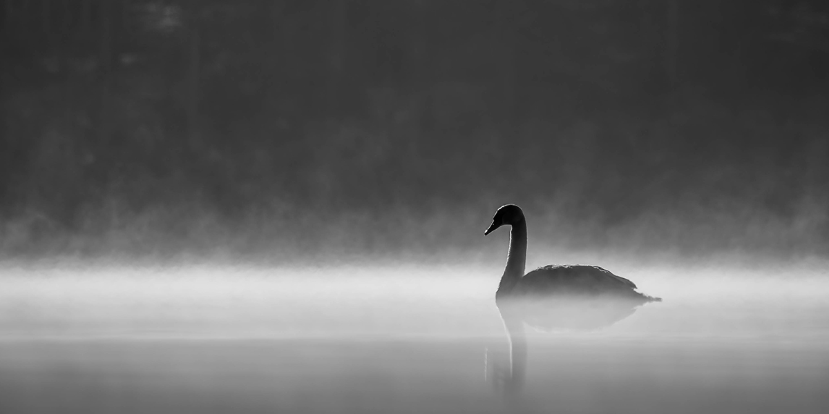 swan-web.jpg