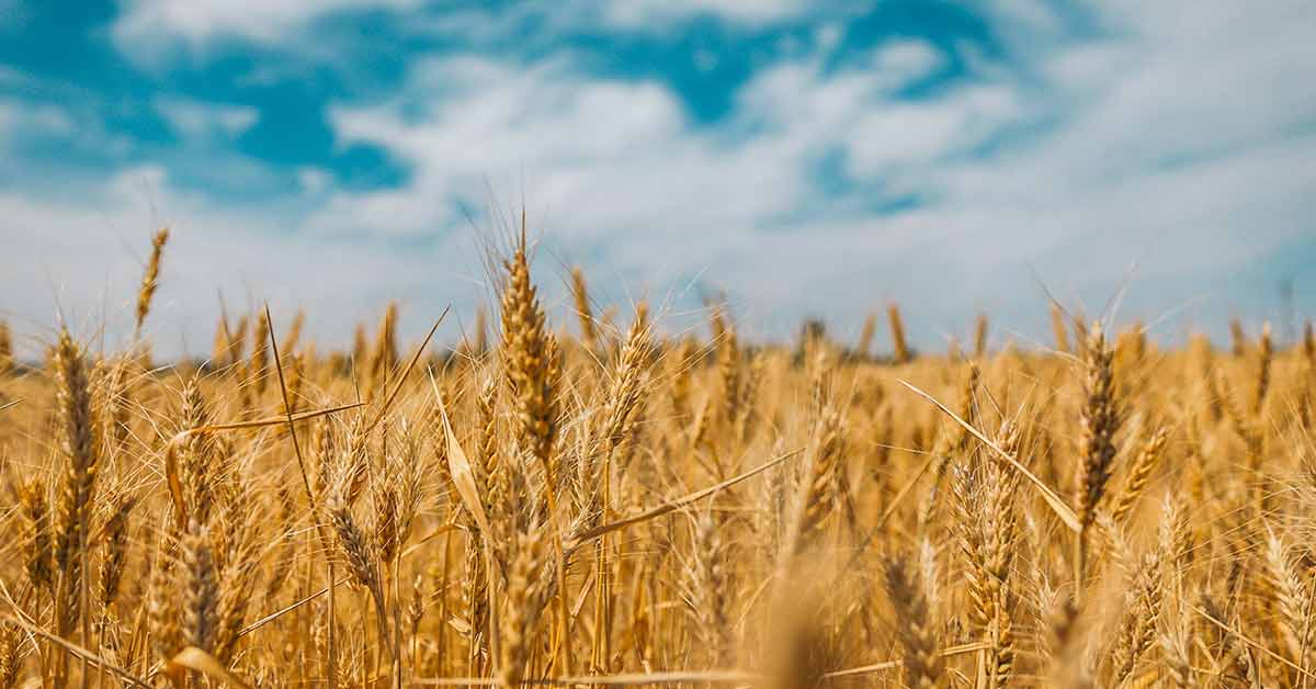 wheat-1200x628-new.jpg