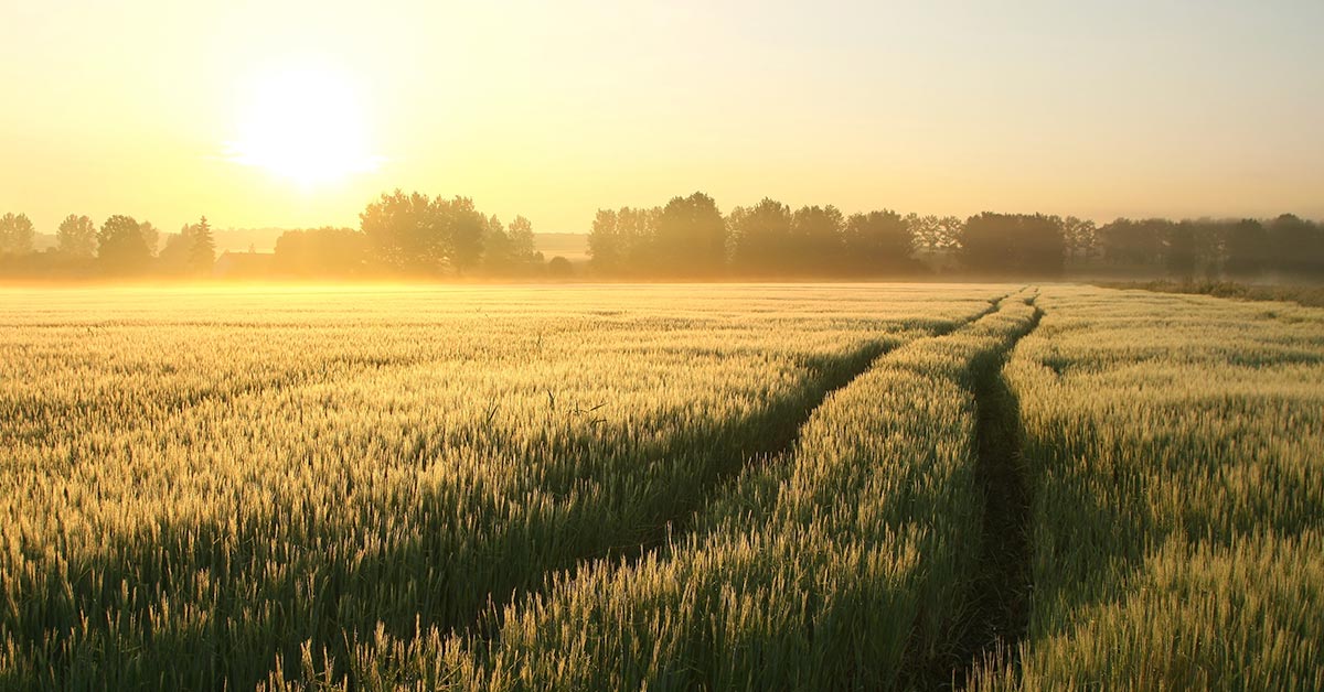 wheat-field-1200x628.jpg