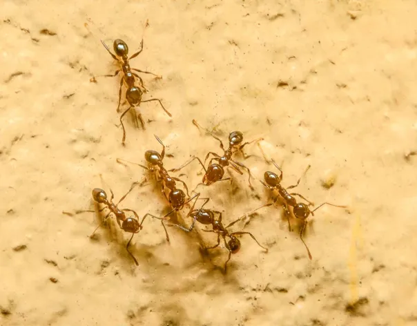Ants working together
