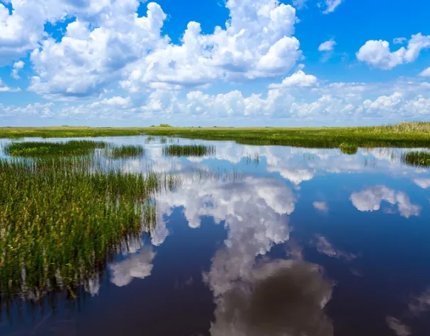 image of the Everglades