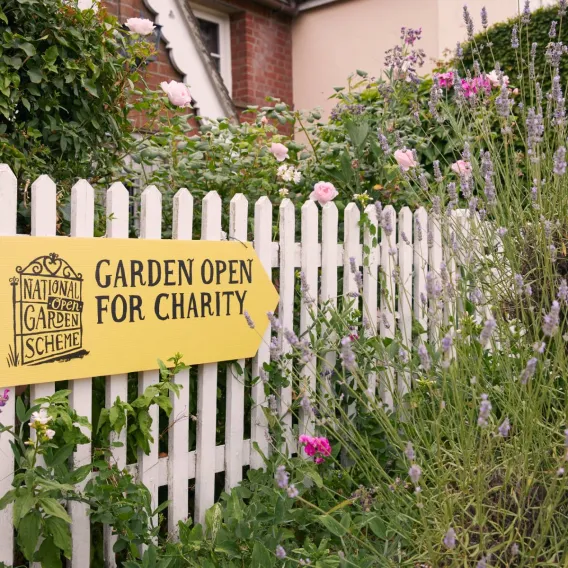 A "Garden open for charity" sign hangs on a white picket fence of a garden bed bursting with lavender flowers