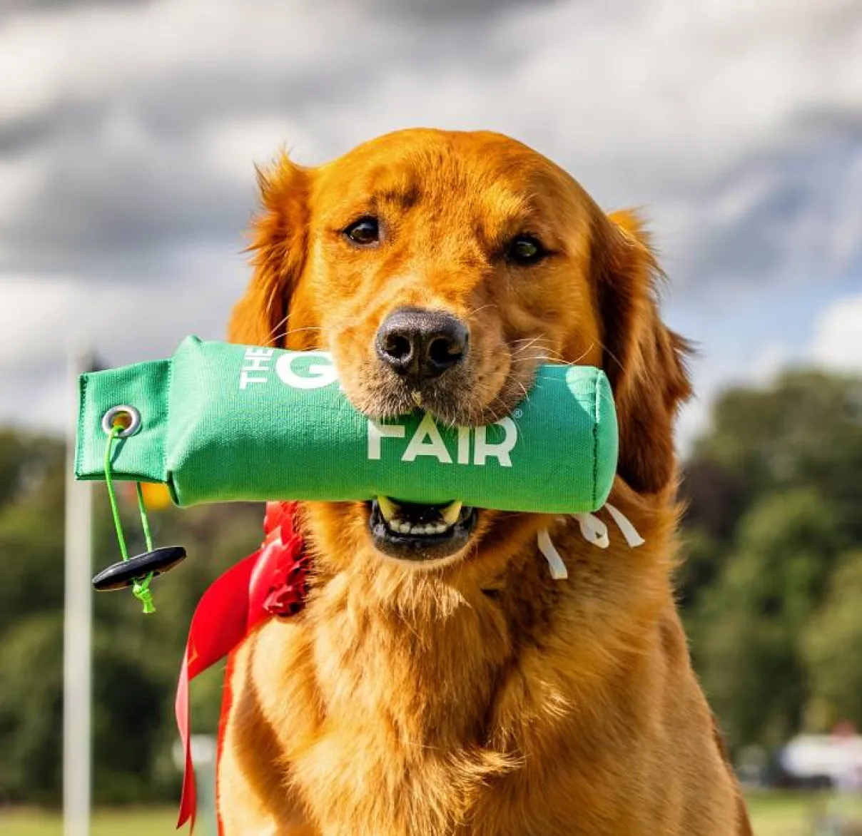 A Golden Retriever dog proudly shows off its prize from The Game Fair