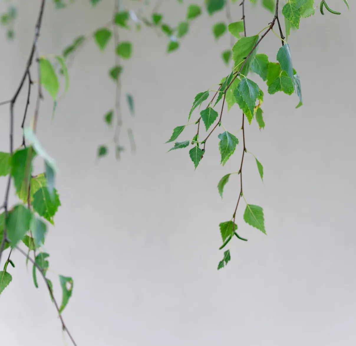 Leaves of a silver birch tree hang down in front of a white wall