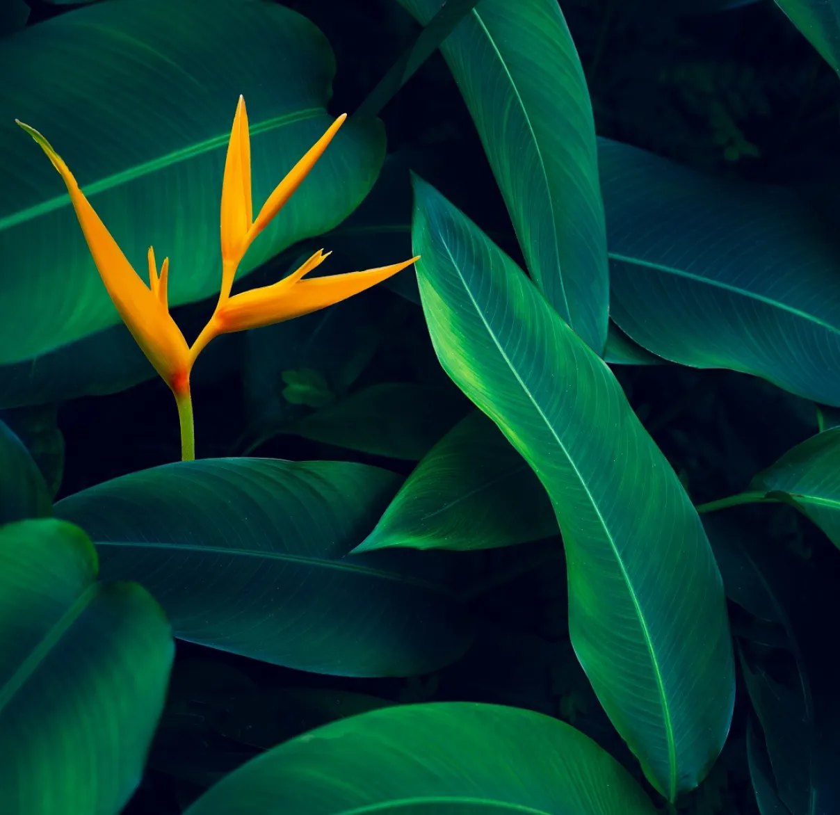 The orange flower of a Bird of Paradise plant grows up through green leaves