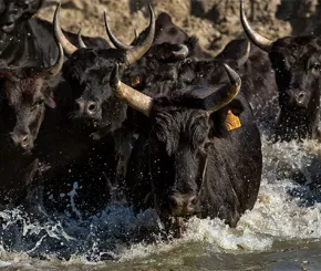 This rally is broadening...