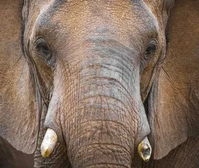 close up of elephant