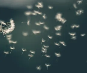 An image of a dandelion with particles blown off 