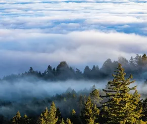 Misty forest