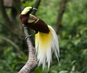 bird of paradise