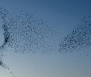 birds-1200x628.jpg