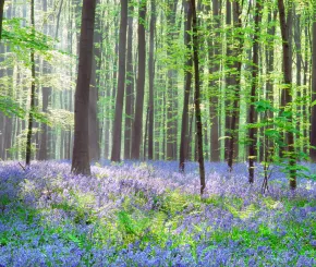 bluebells_shutterstock_29083774.jpg
