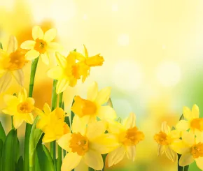 daffodils_shutterstock_133244921.jpg