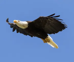 eagle-1200x628.jpg