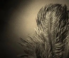 feathers-1200x628.jpg