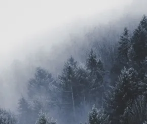 misty-trees-web.jpg