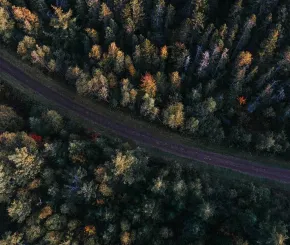 trees.jpg