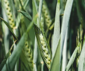 wheat-web.jpg