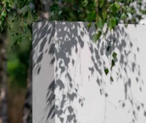 Green tree against white wall