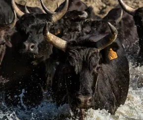 bulls_1200x628.jpg