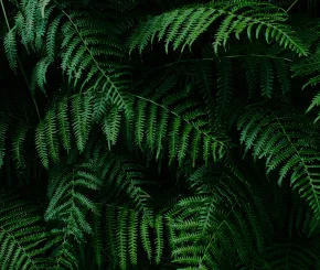 Dark green fern foliage