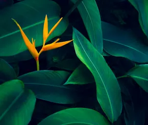 Tropical leaves with colourful orange flower