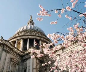 St Paul's in London with a tree in blossom springtime