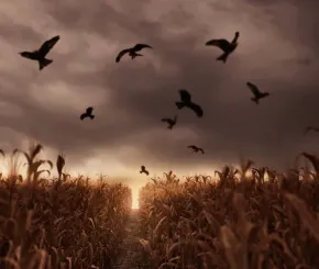 flying-birds1200x628.jpg