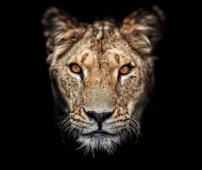 lioness-1200x628.jpg