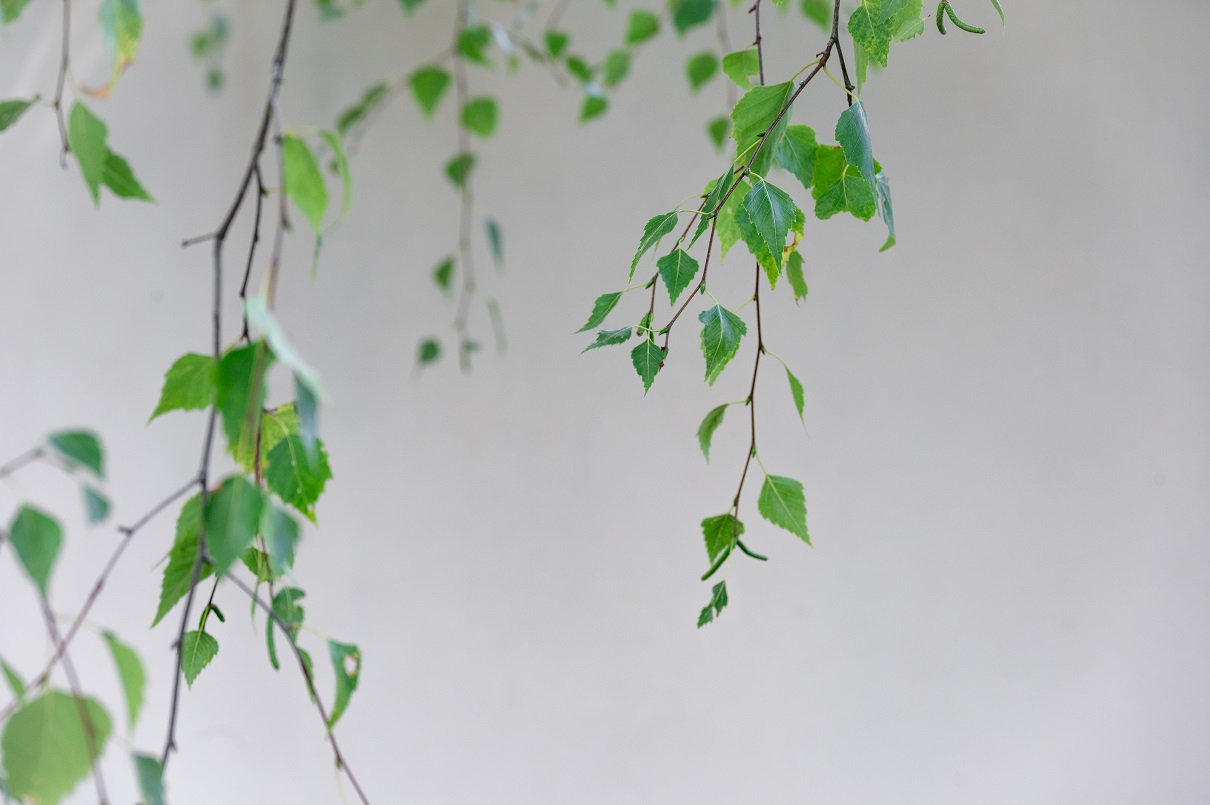 Leaves of a silver birch tree hang down in front of a white wall