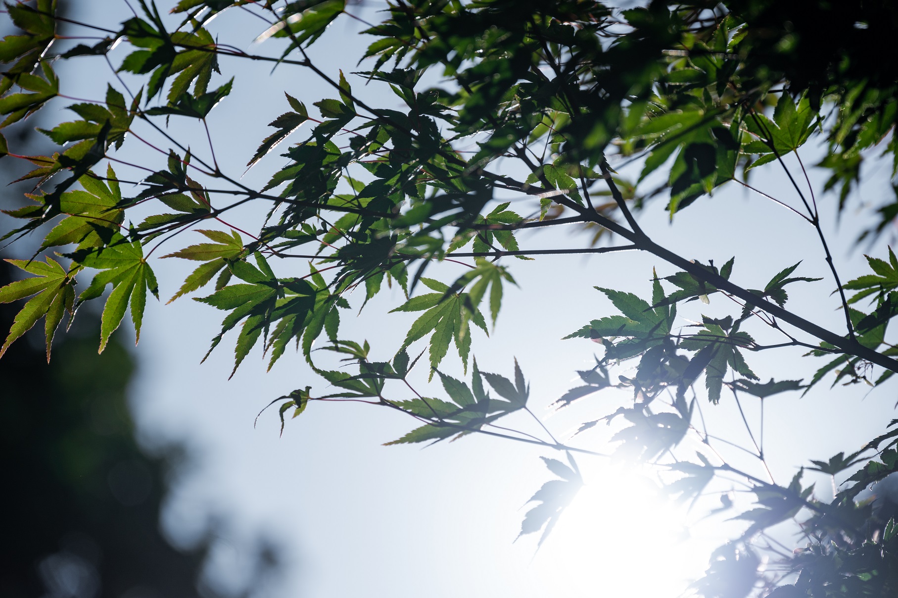Looking skywards through leaves on an acer tree