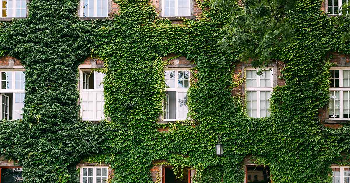 ivy-1200-x-628.jpg
