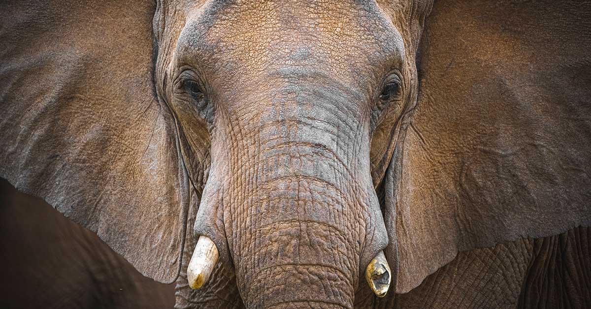 elephant_1200x628.jpg