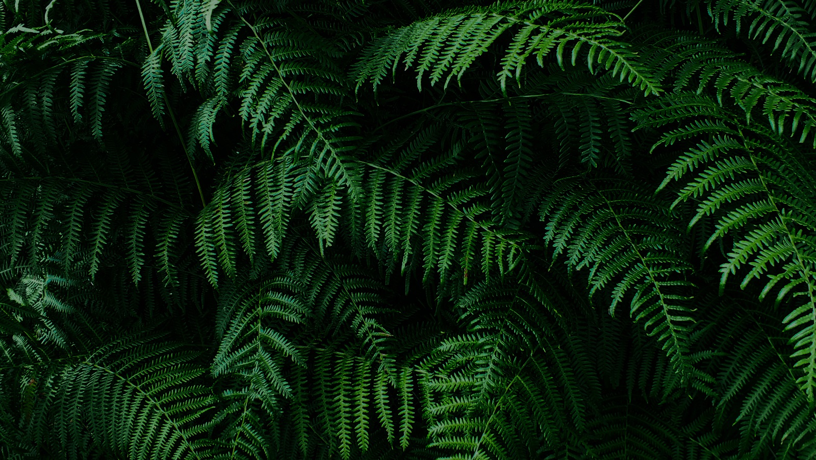 Dark green fern foliage
