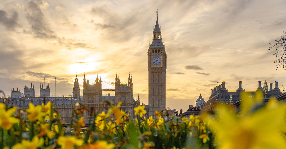 Big Ben in background with spring time daffodils in focus in the foreground