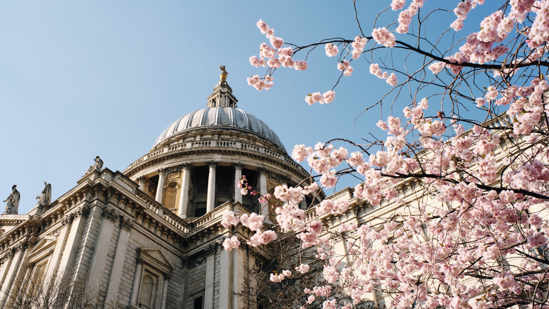 St Paul's in London with a tree in blossom springtime